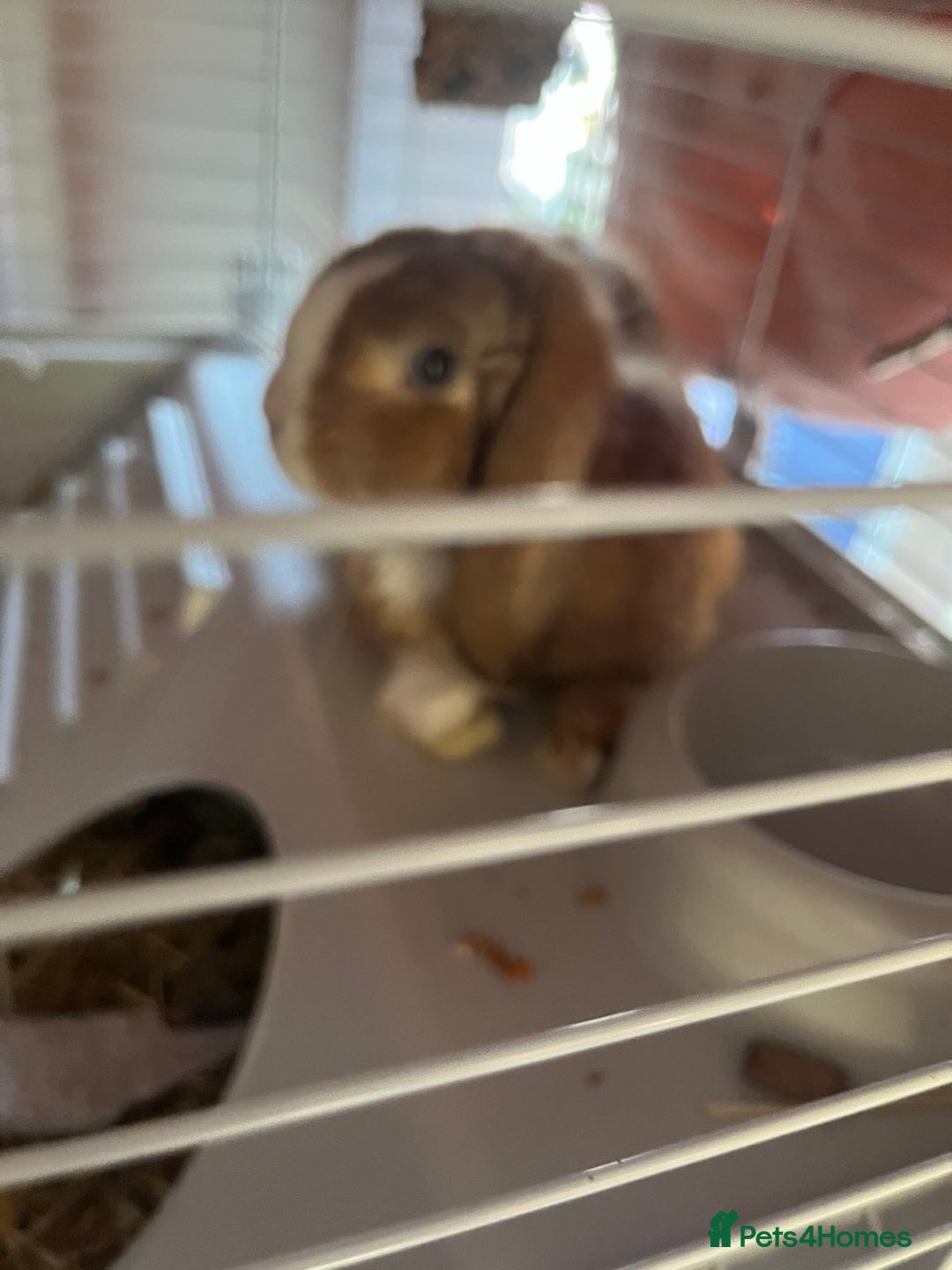 Mini Lop rabbits for sale: Gorgeous mini lop bunny - Advert 4