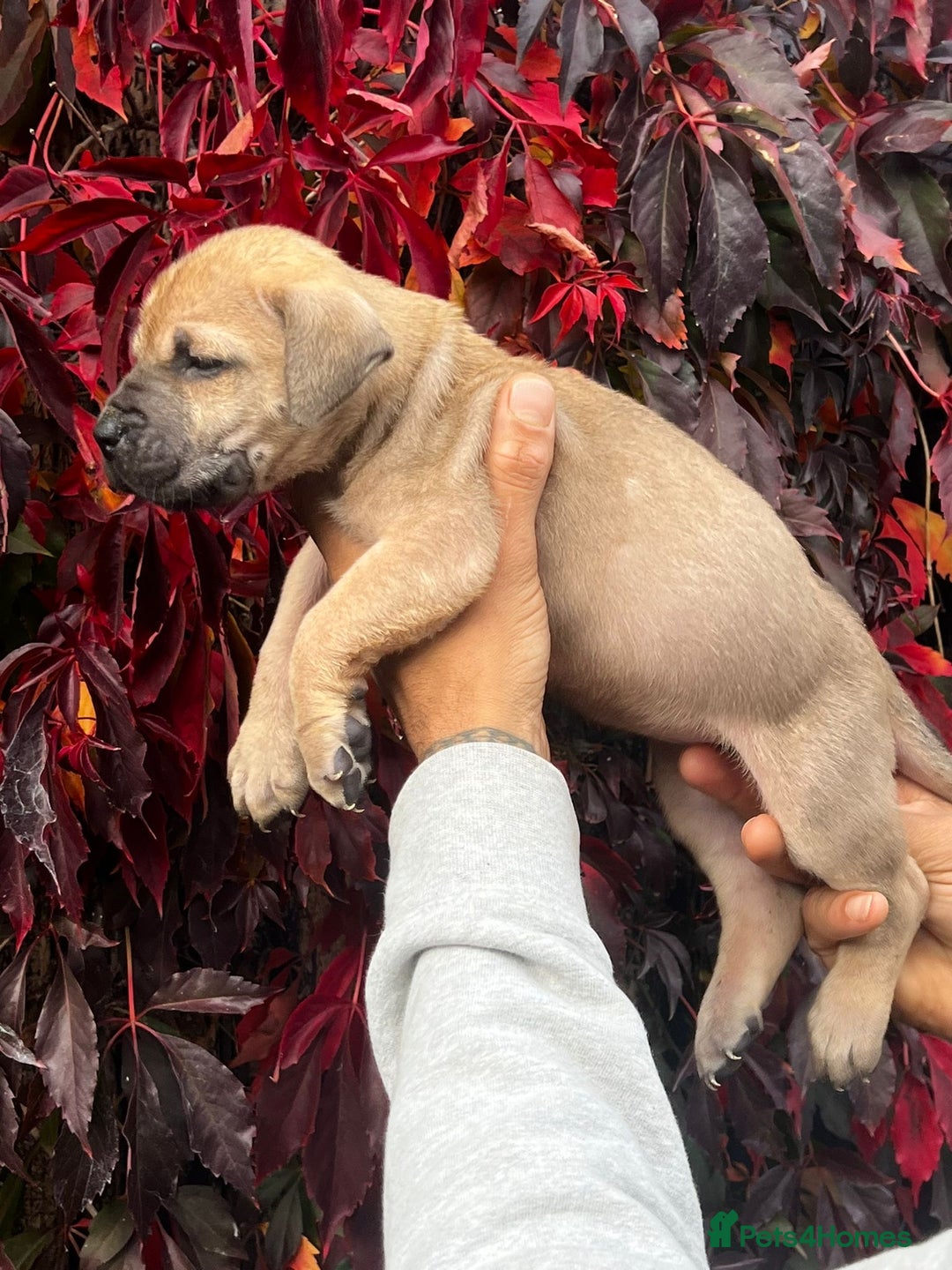 Presa Canario dogs for sale: 🏆UKC Pedigree Champion blood Presa Canario pups🏆 - Image 11