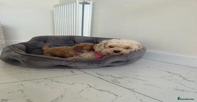 Toy Poodle dogs - Advert 1