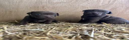 Patterdale Terrier dogs for sale: Patterdale terrier pups - Advert 8