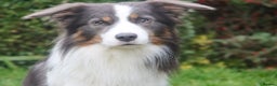 Border Collie dogs for stud: Proven Health tested Blue Tri Border Collie Stud  - Advert 1
