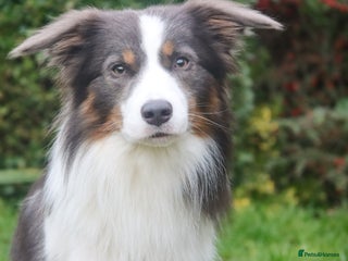 Border Collie dogs Proven Health tested Blue Tri Border Collie Stud - Advert 7