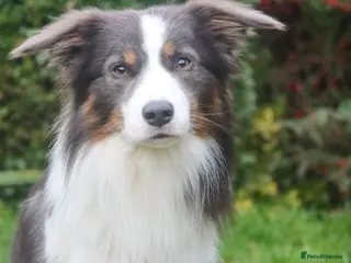 Border Collie dogs Proven Health tested Blue Tri Border Collie Stud - Advert 14