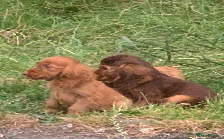 Cocker Spaniel dogs - Advert 12