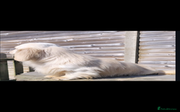 Miniature Dachshund dogs for sale: 2 Beautiful cream dachshunds  - Image 12