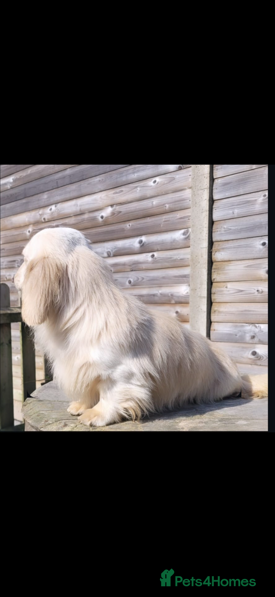 Miniature Dachshund dogs for sale: 2 Beautiful cream dachshunds  - Image 12