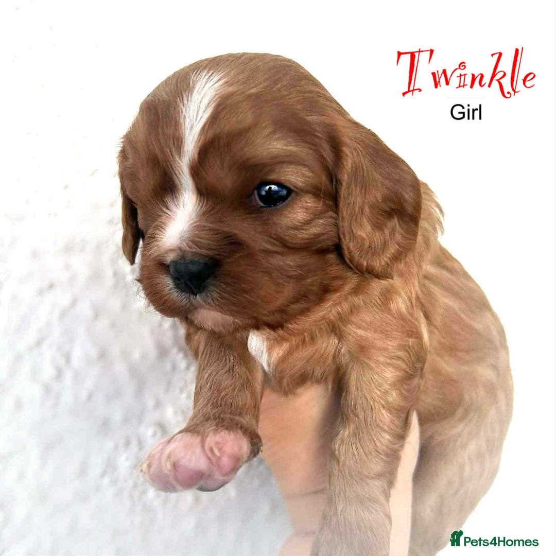 Cavalier King Charles Spaniel dogs for sale: Beautiful Cavalier King Charles Puppies - Advert 9