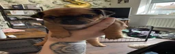 Chug dogs for sale: Beautiful Chug puppy for sale - Advert 2