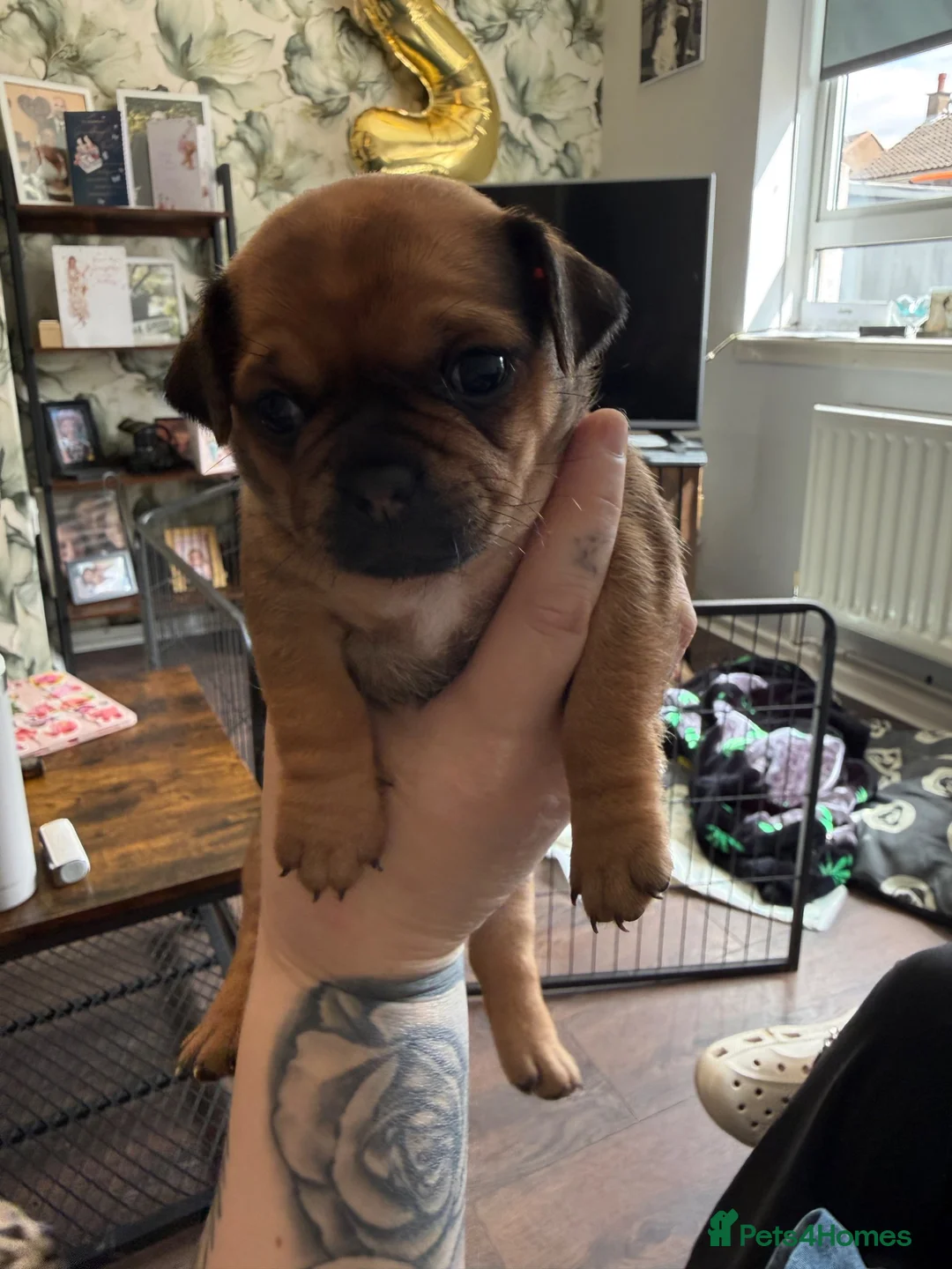 Chug dogs for sale: Beautiful Chug puppy for sale - Advert 2