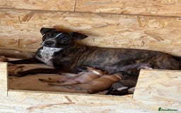 Mixed Breed dogs for sale: Bull Herder pups for sale  - Image 13