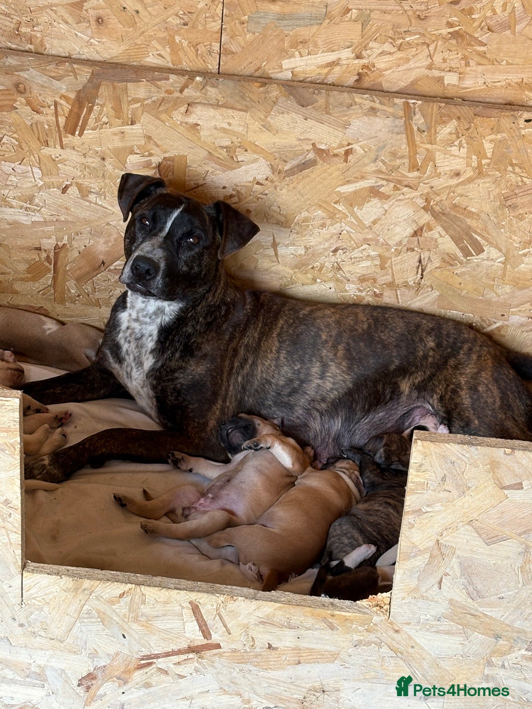 Mixed Breed dogs for sale: Bull Herder pups for sale  - Image 13