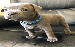 Staffordshire Bull Terrier dogs for sale: Playful Blue Staffordshire Bull Terriers For Sale - Image 6