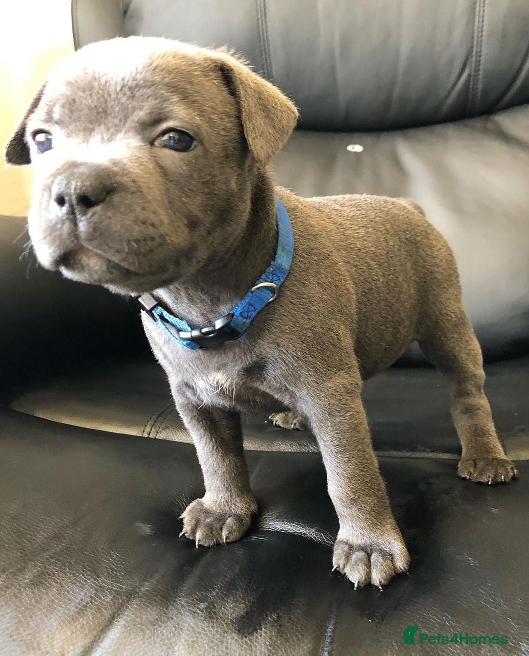 Staffordshire Bull Terrier dogs for sale: Playful Blue Staffordshire Bull Terriers For Sale - Image 6