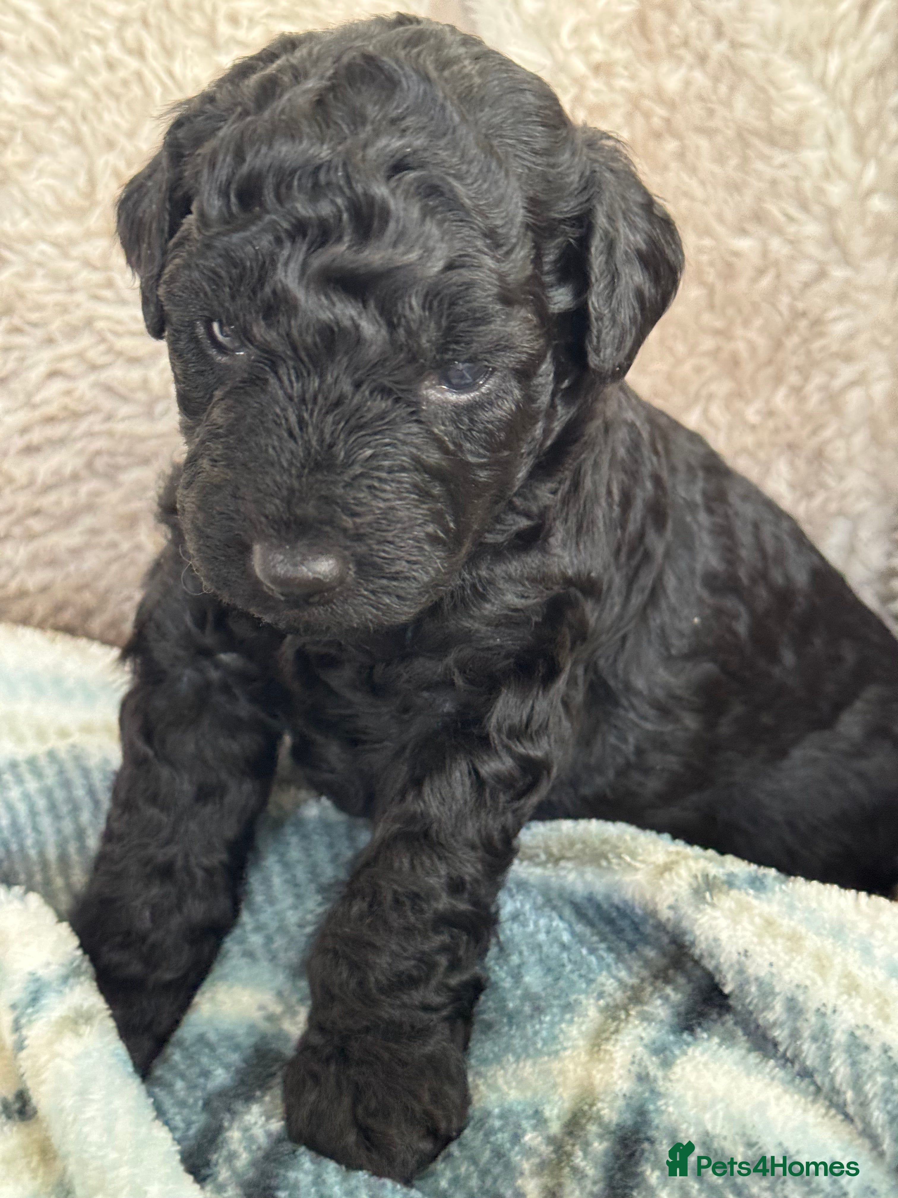 Aussiedoodle dogs Miniature Aussie Doodle Pups 🐾 ❤️ - Advert 5