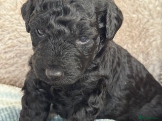 Aussiedoodle dogs Miniature Aussie Doodle Pups 🐾 ❤️ - Advert 5