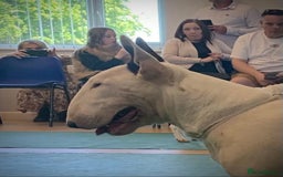 English Bull Terrier dogs for sale: English bull terrier puppies  - Image 2