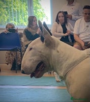 English Bull Terrier dogs - Advert 2