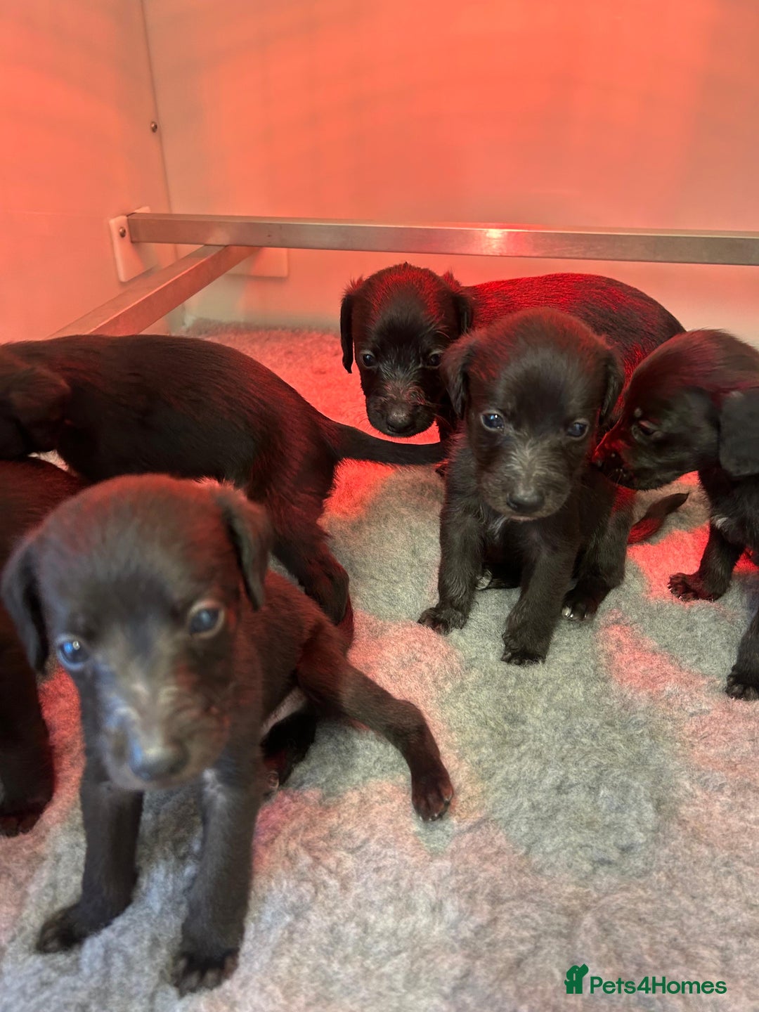 Mixed Breed dogs for sale: GENUINE BEDDY WHIPPETS 2 BOYS LEFT - Advert 16