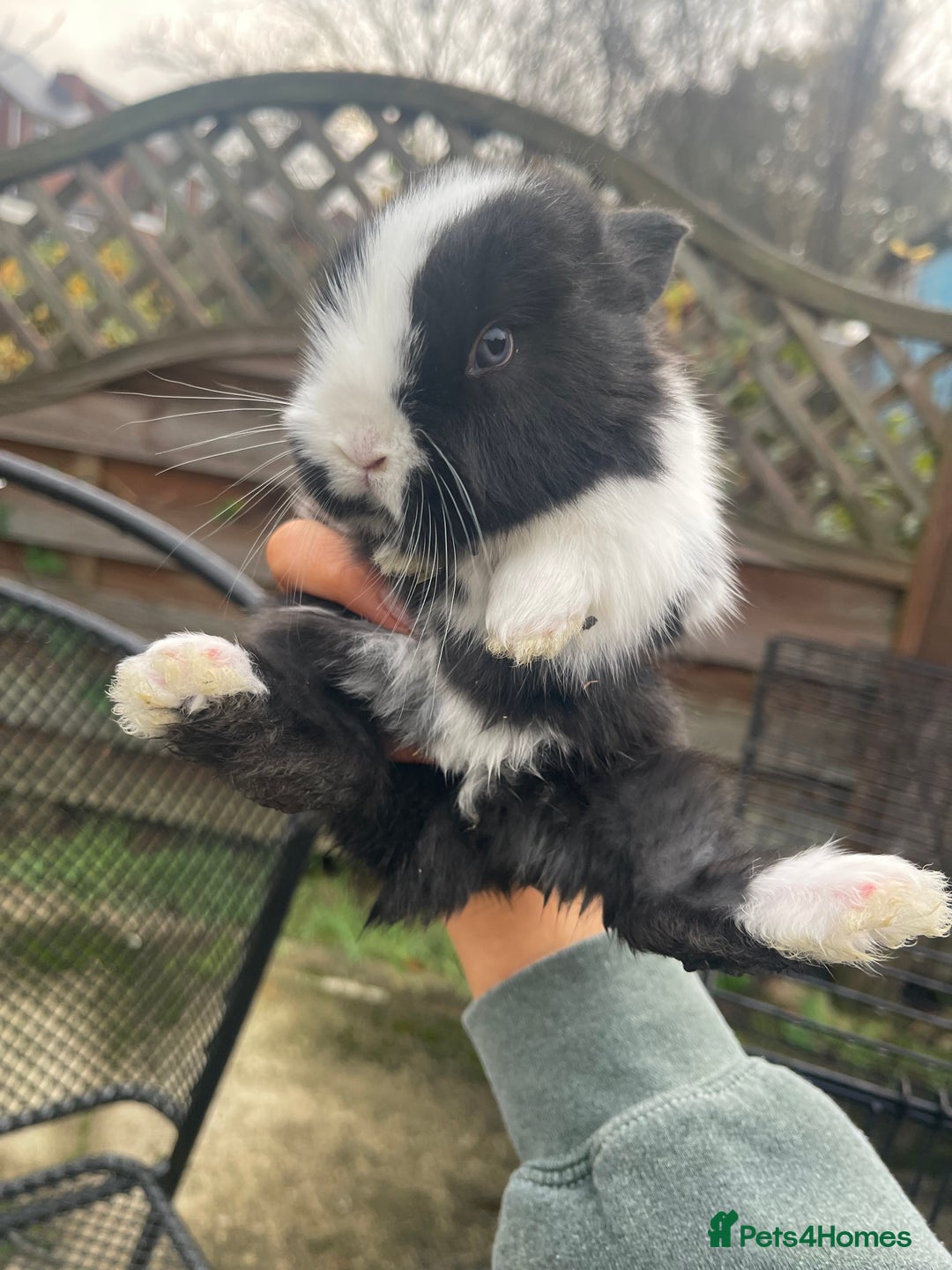 Mini Lop rabbits for sale: Baby Mini Lop Bunnies for Sale - Advert 5
