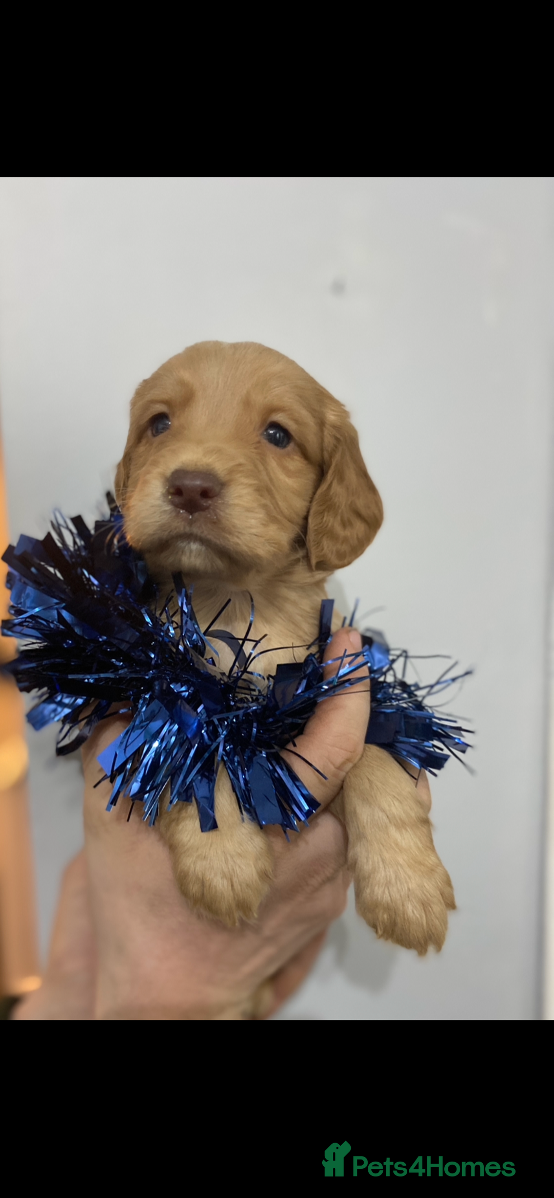 Cocker Spaniel dogs for sale: Cocker spaniel puppies for sale  - Advert 12