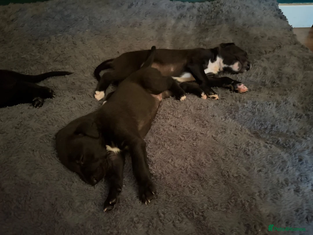 Whippet dogs for sale: Two male whippet puppies  - Advert 2