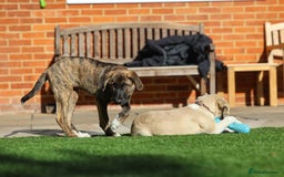 Mixed Breed dogs for adoption: Rosemary - Sweet & Calm - Image 13