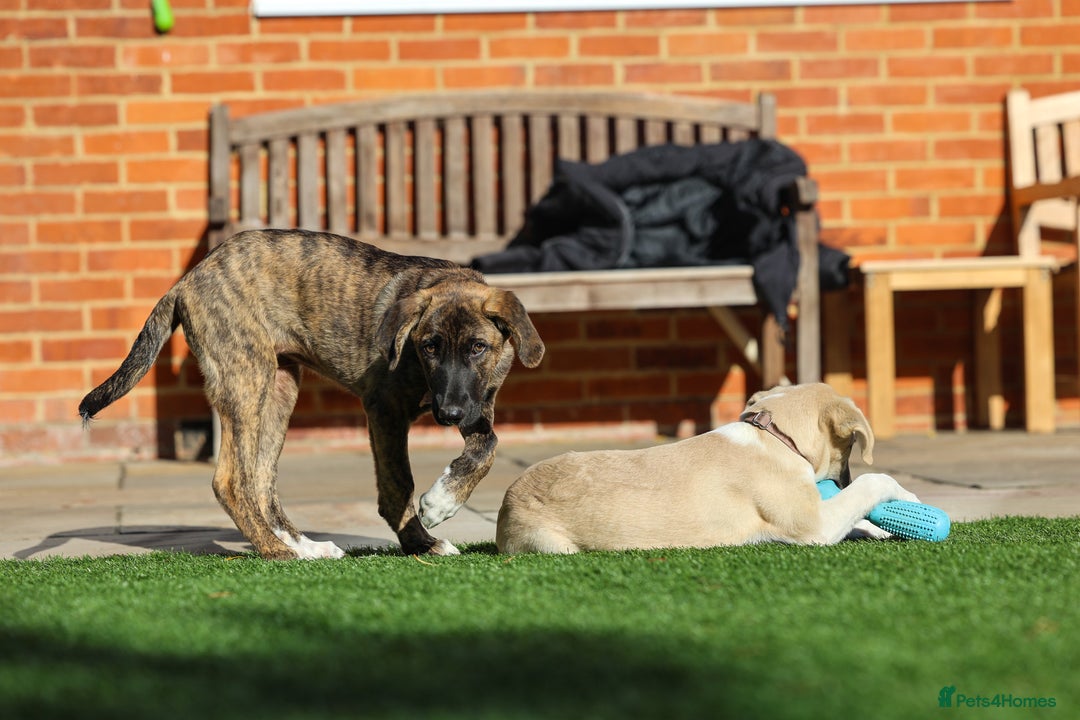 Mixed Breed dogs for adoption: Rosemary - Sweet & Calm - Image 13