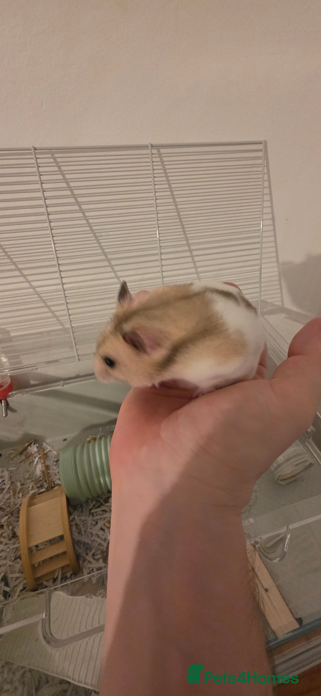 Hamster rodents for sale: Female baby Hamster  - Advert 3