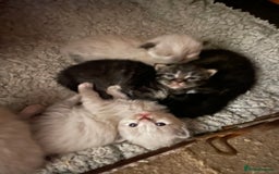 Mixed Breed cats for sale: Ragdoll x Maine coon kittens - Image 13