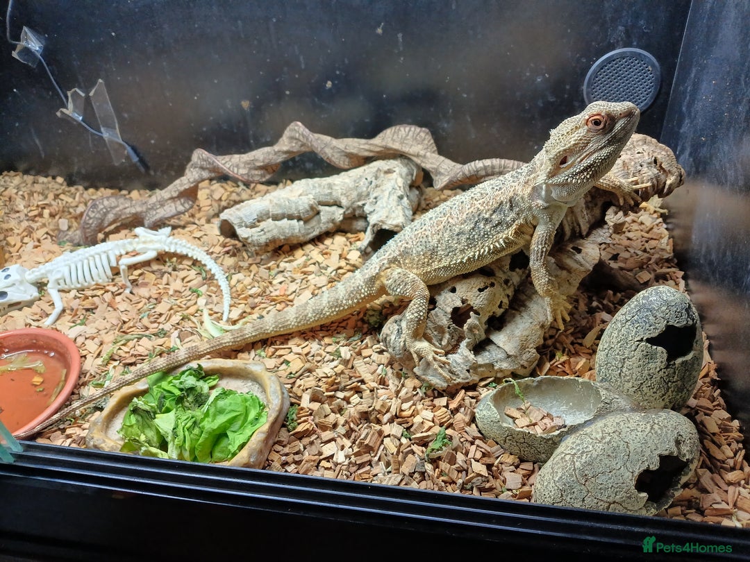 Bearded Dragon reptiles for sale: Bearded dragon and viv - Advert 1