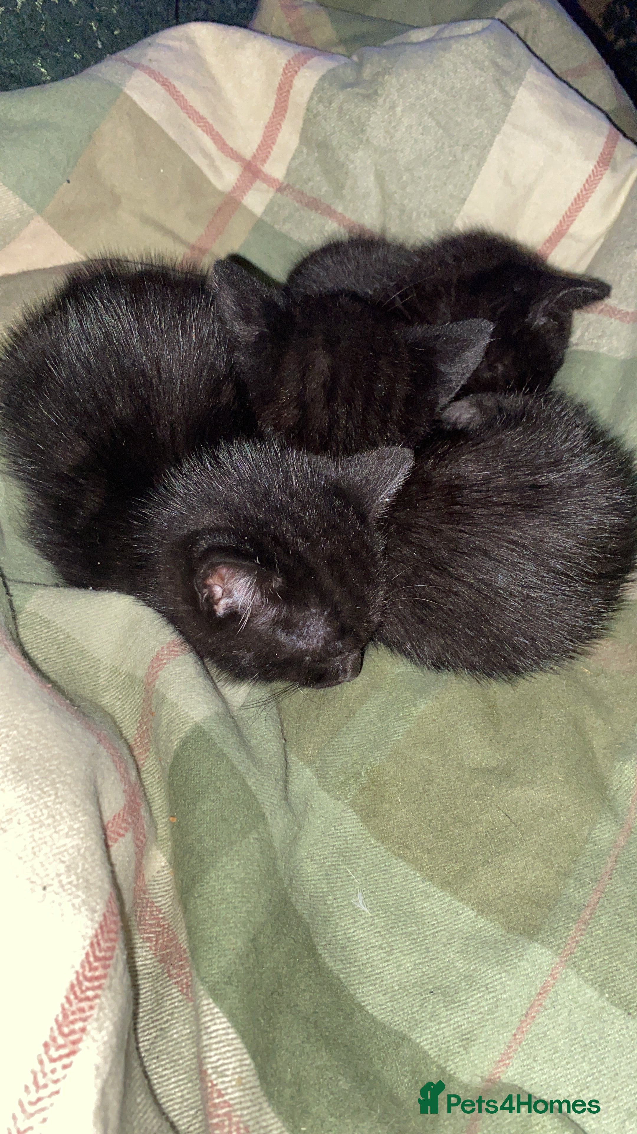 Mixed Breed cats 3 black kittens for new homes ready to leave  - Advert 1