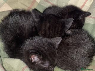 Mixed Breed cats 3 black kittens for new homes ready to leave - Advert 1