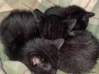 Mixed Breed cats 3 black kittens for new homes ready to leave - Advert 17
