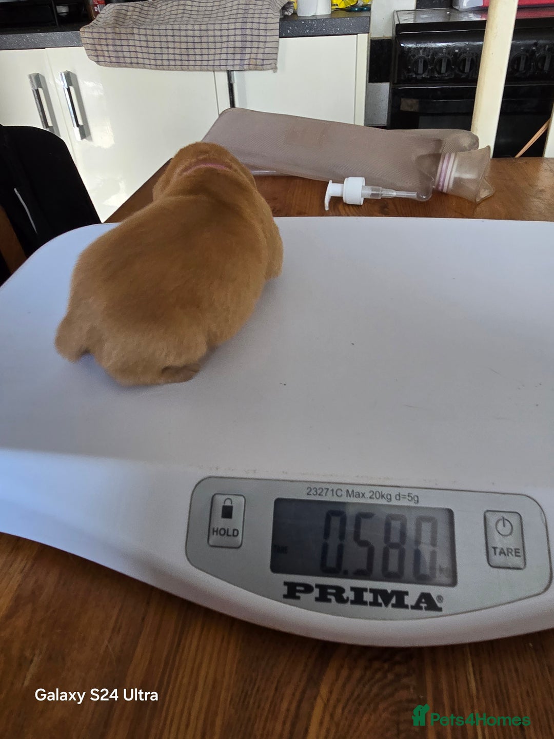 Labrador Retriever dogs for sale: KC REG Lab puppys x 2/11 ready to take home - Image 28