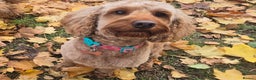 Cockapoo dogs for sale: 💥 Beautiful health checked F1B cockapoos 💥  - Advert 15