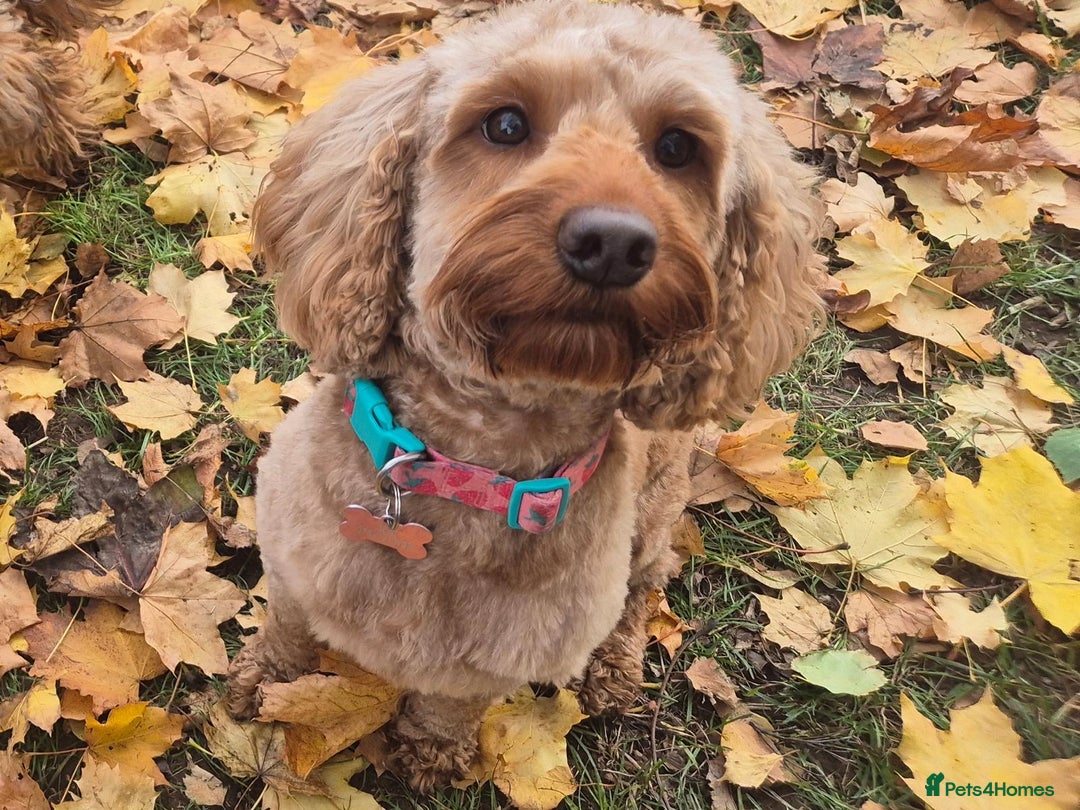 Cockapoo dogs for sale: 💥 Beautiful health checked F1B cockapoos 💥  - Advert 15