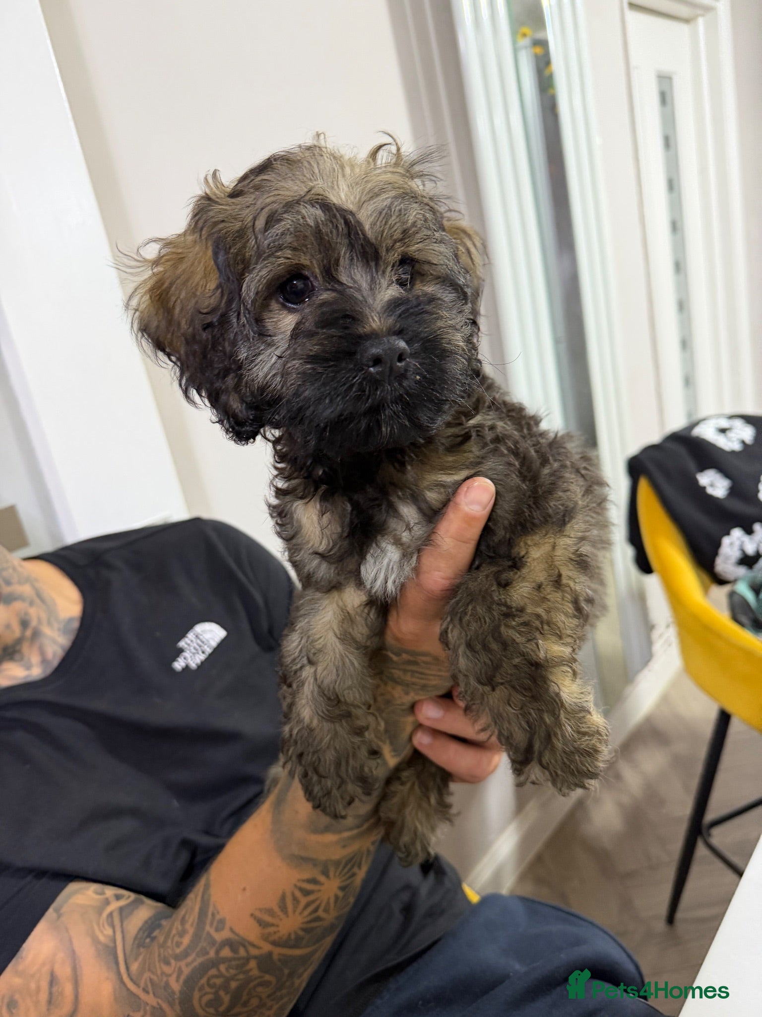 Cockapoo dogs Beautiful cockapoos 🐶🐶 ready now - Advert 2
