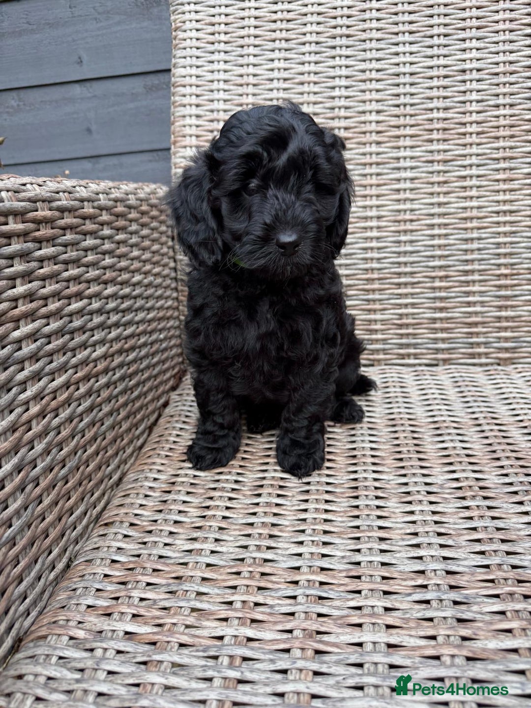 Cockapoo dogs for sale: F1b Cockapoo Puppies (One boy left) - Advert 25