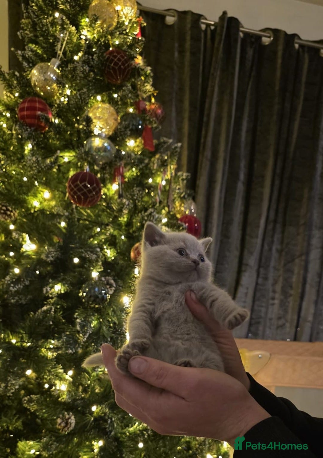 British Shorthair cats for sale: X2 British shorthair female kittens  - Advert 7