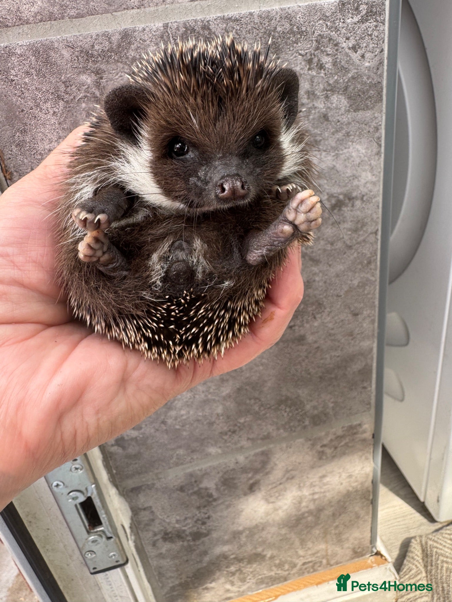 Pygmy Hedgehog rodents 9wk old  APH hoglets /friendly/  take home today  - Advert 2