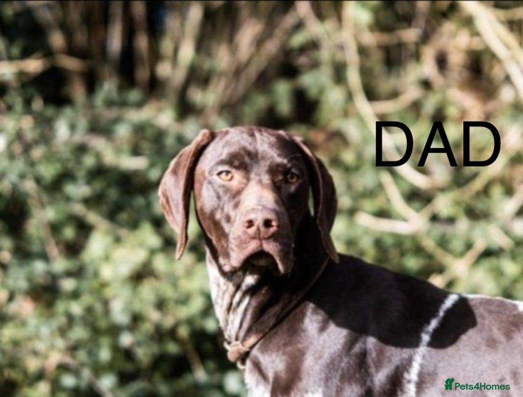 German Shorthaired Pointer dogs for sale: Gorgeous litter of German Shorthair puppies - Image 27