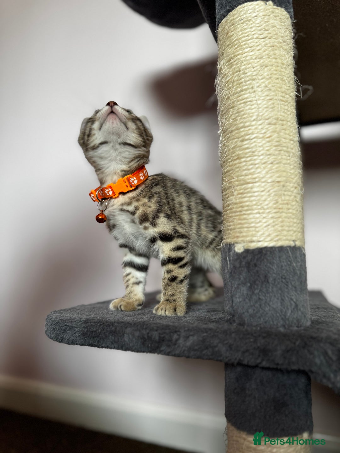 Bengal cats for sale: 🐆✨[REDUCED TO CLEAR!!] LAST THREE PURE BENGAL’S❤️ - Image 20