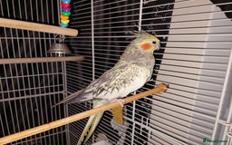 Cockatiels birds for sale: Female cockateil  - Advert 2