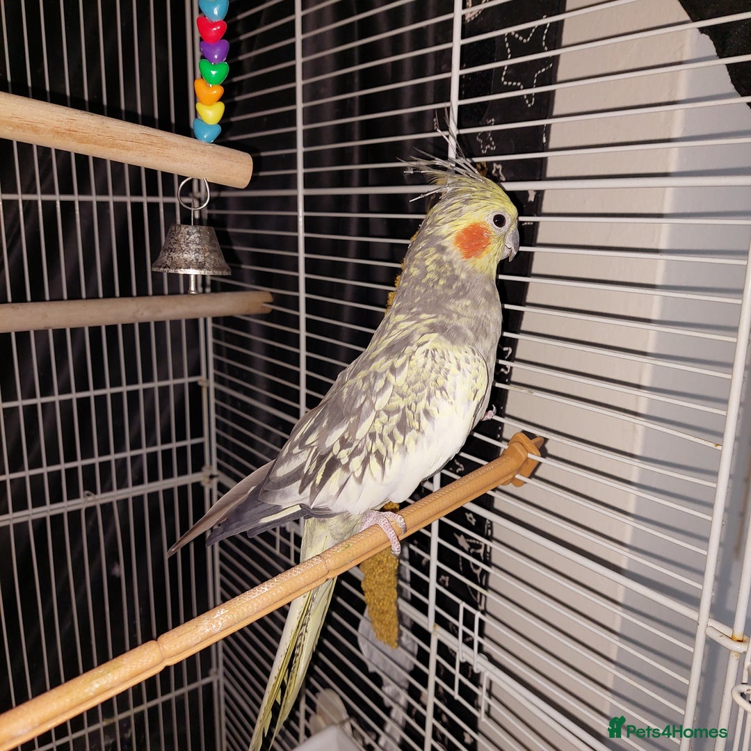 Cockatiels birds for sale: Female cockateil  - Advert 2