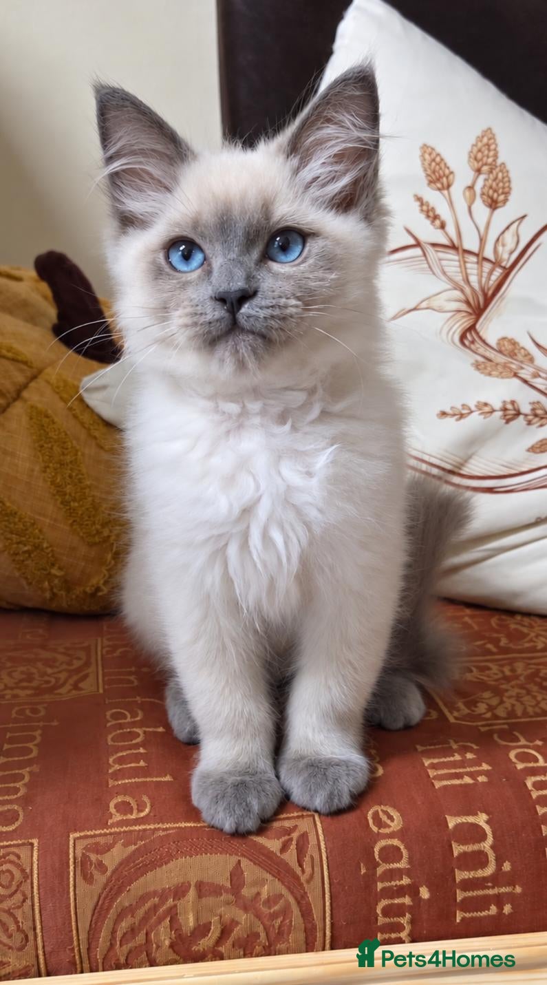 Ragdoll cats GCCF REGISTERED PEDIGREE RAGDOLL KITTENS  - Advert 1