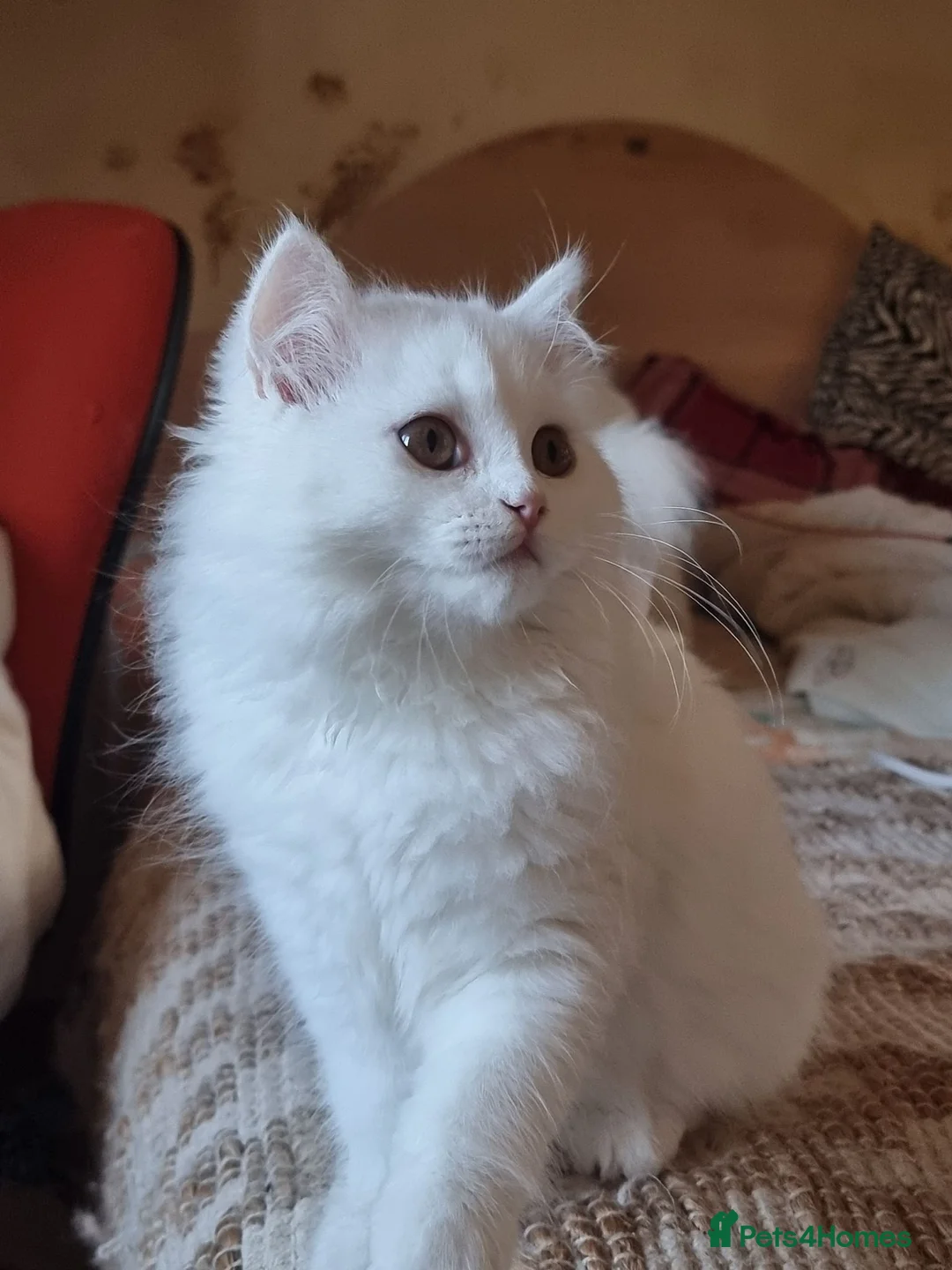 Siberian cats for sale: Pure Siberian kittens for sale in Hounslow - Advert 2