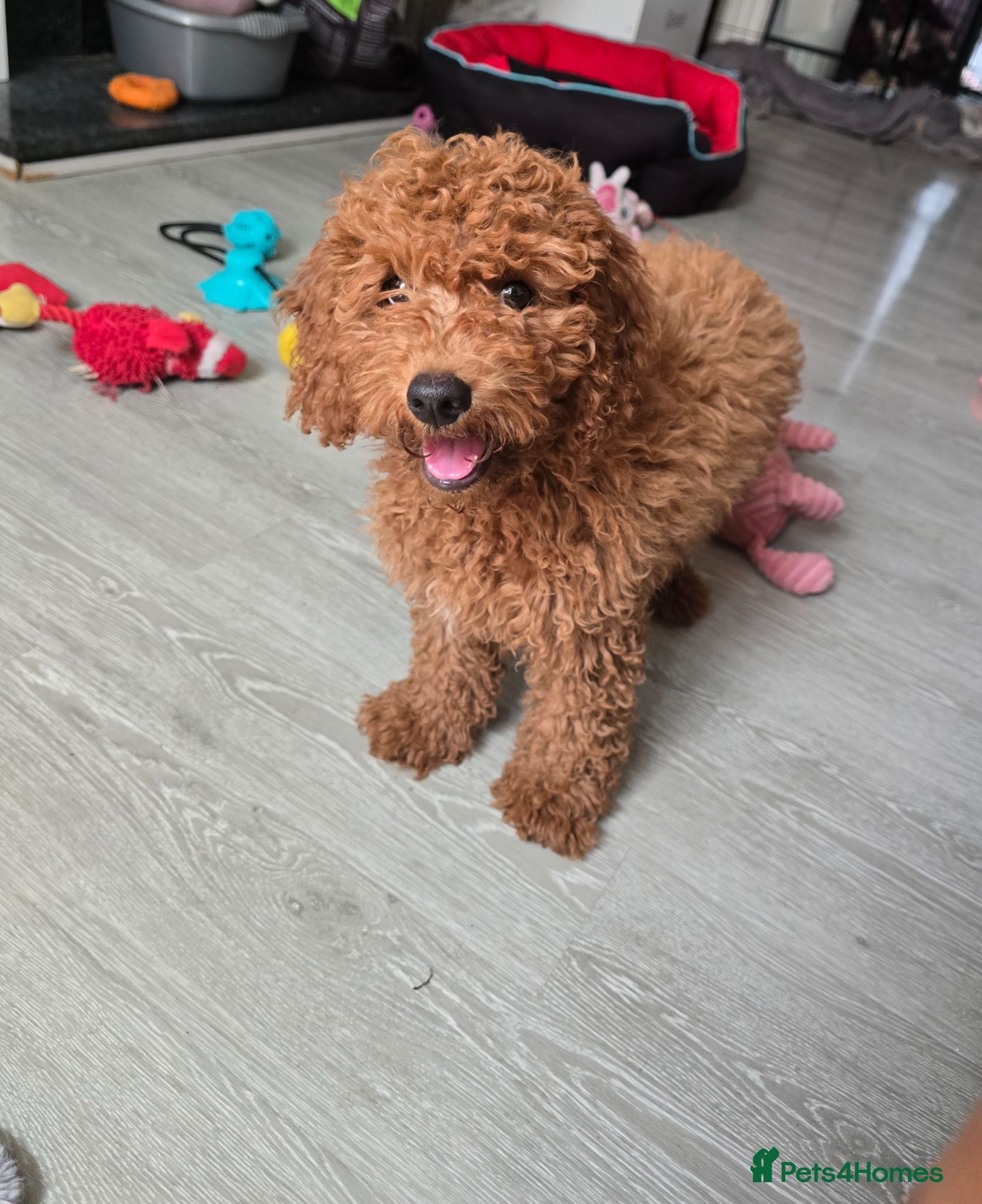 Cavapoo dogs LAST BOY cavapoo pup ready to leave  - Advert 1