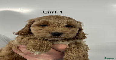 Cockapoo dogs - Advert 1