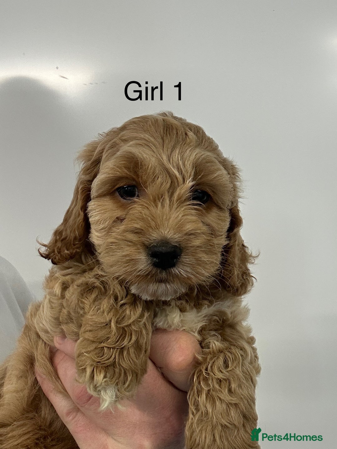 Cockapoo dogs for sale: Stunning Health Tested Cockapoo Puppies - Image 2