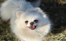 Pomeranian dogs for sale: Baby white Poms  - Image 13